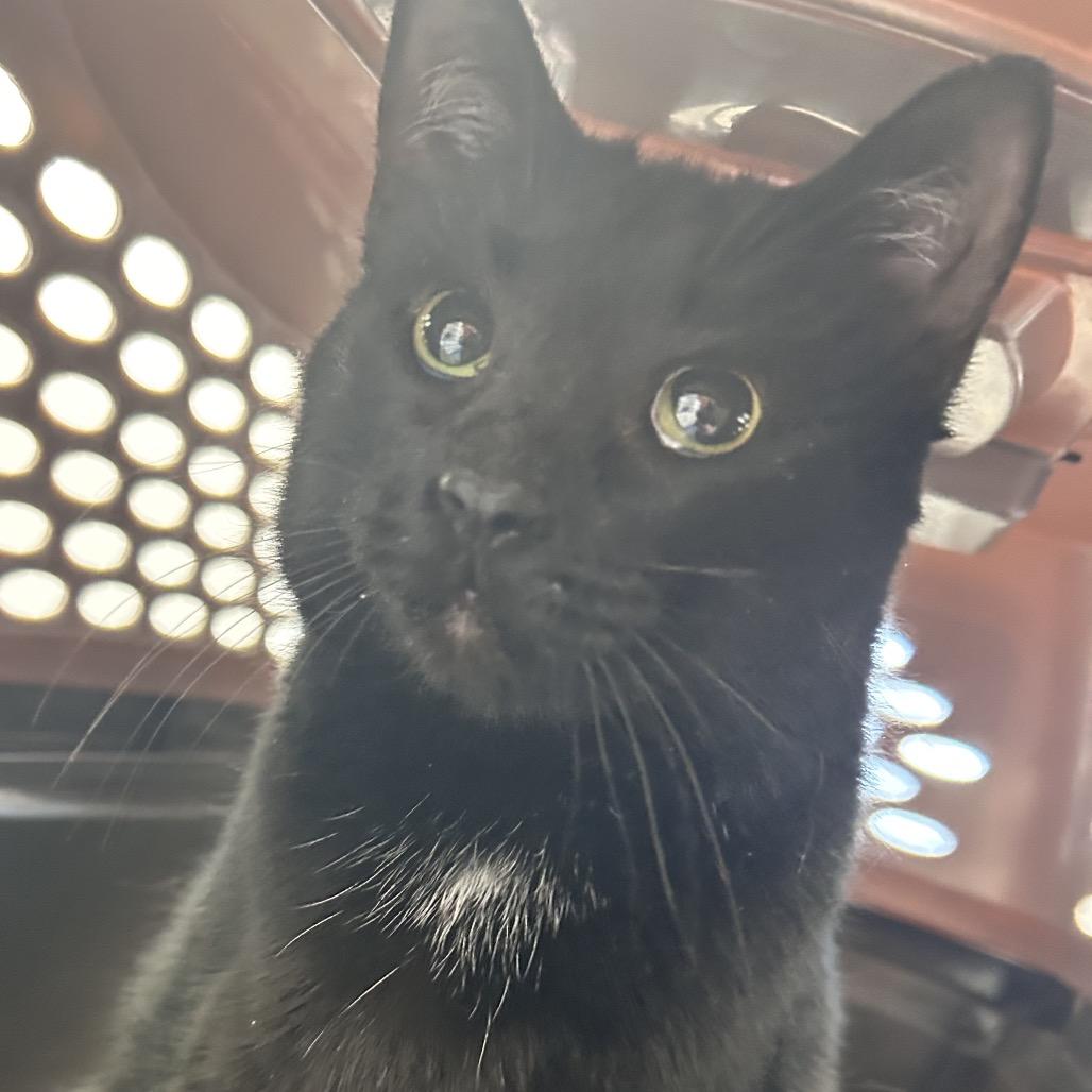 Enlarge Velvet, a Adoptable Domestic Short Hair in Watertown, NY image 4/6