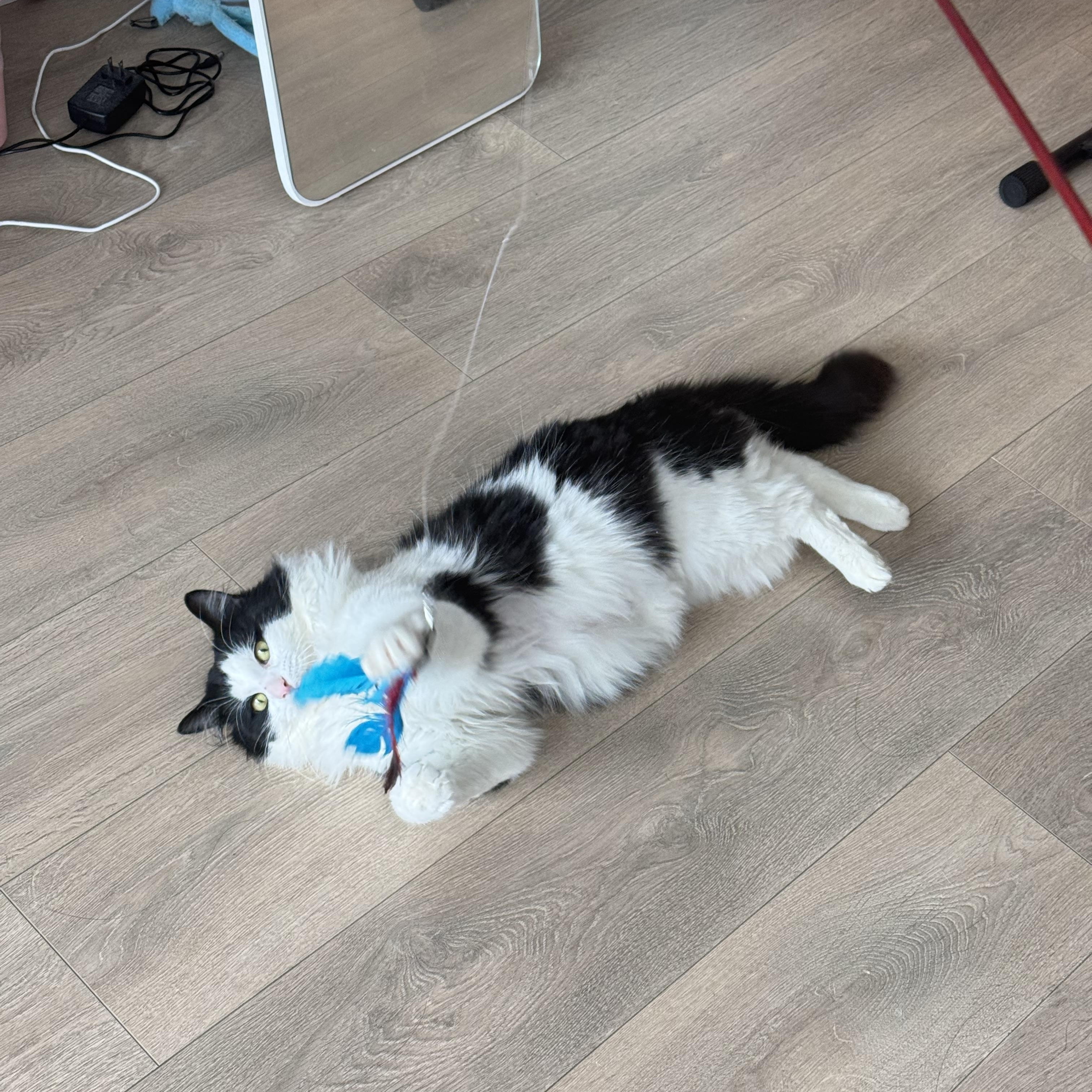 Enlarge Diego, an adopted Domestic Long Hair in Toronto, ON image 2/6