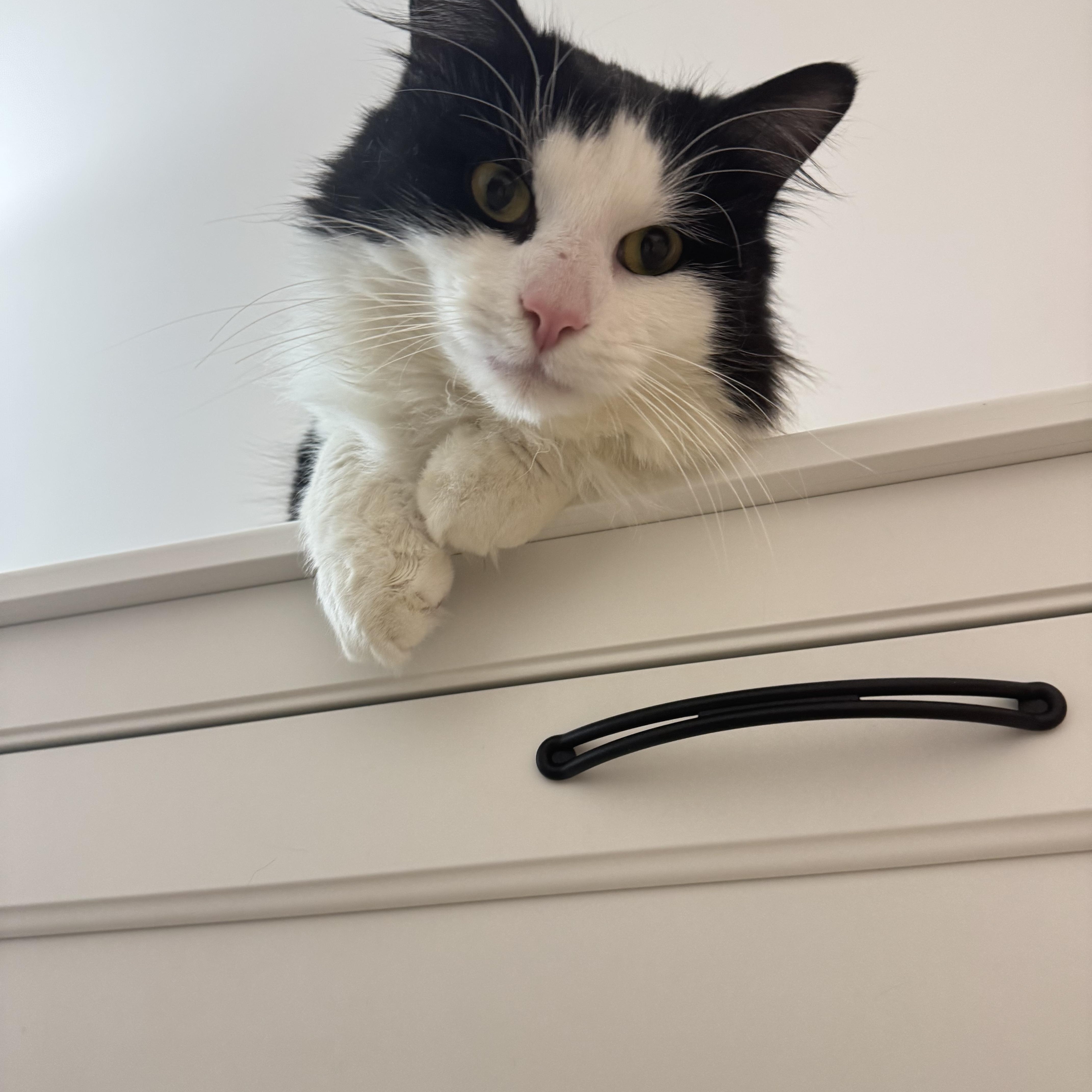 Enlarge Diego, an adopted Domestic Long Hair in Toronto, ON image 4/6