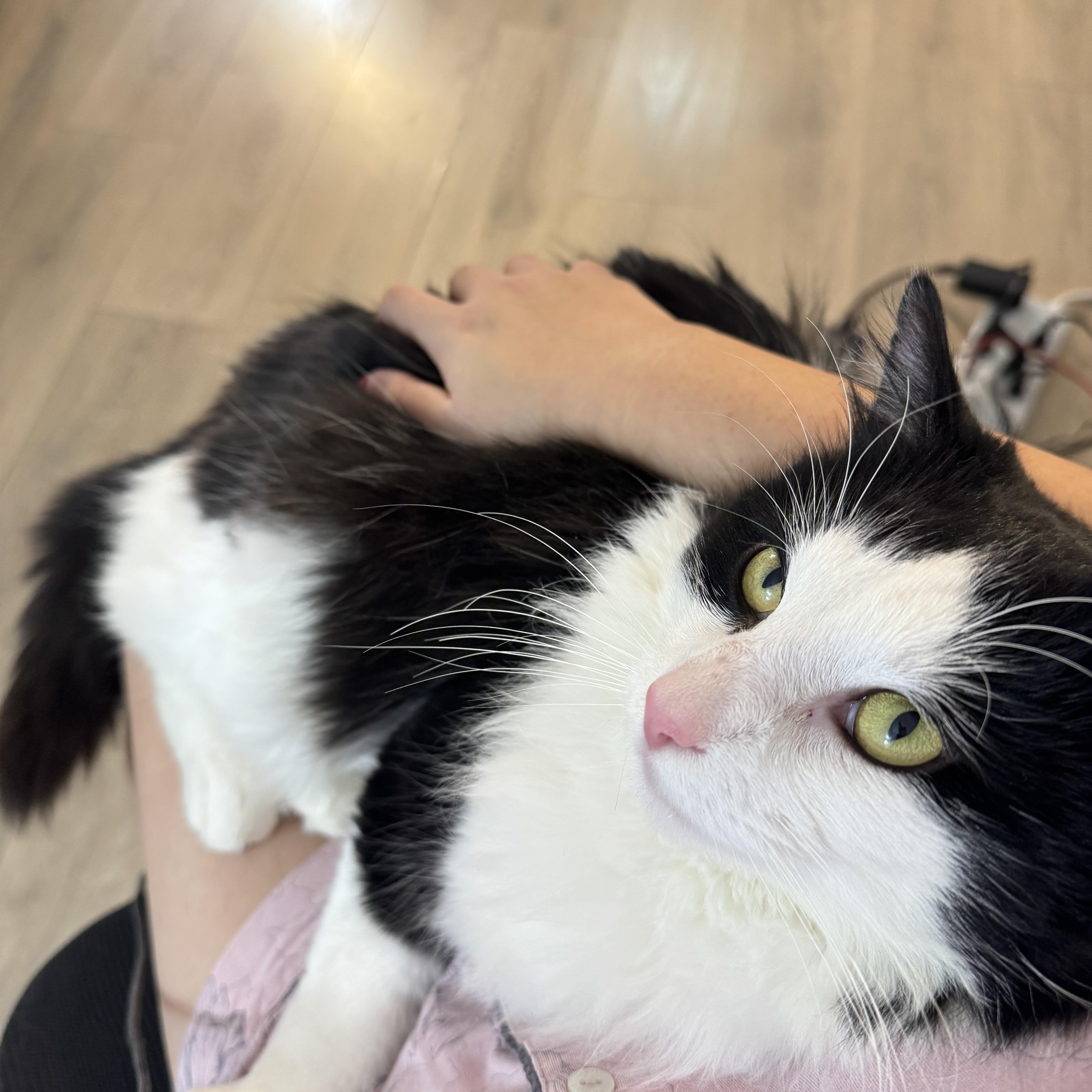 Enlarge Diego, an adopted Domestic Long Hair in Toronto, ON image 5/6