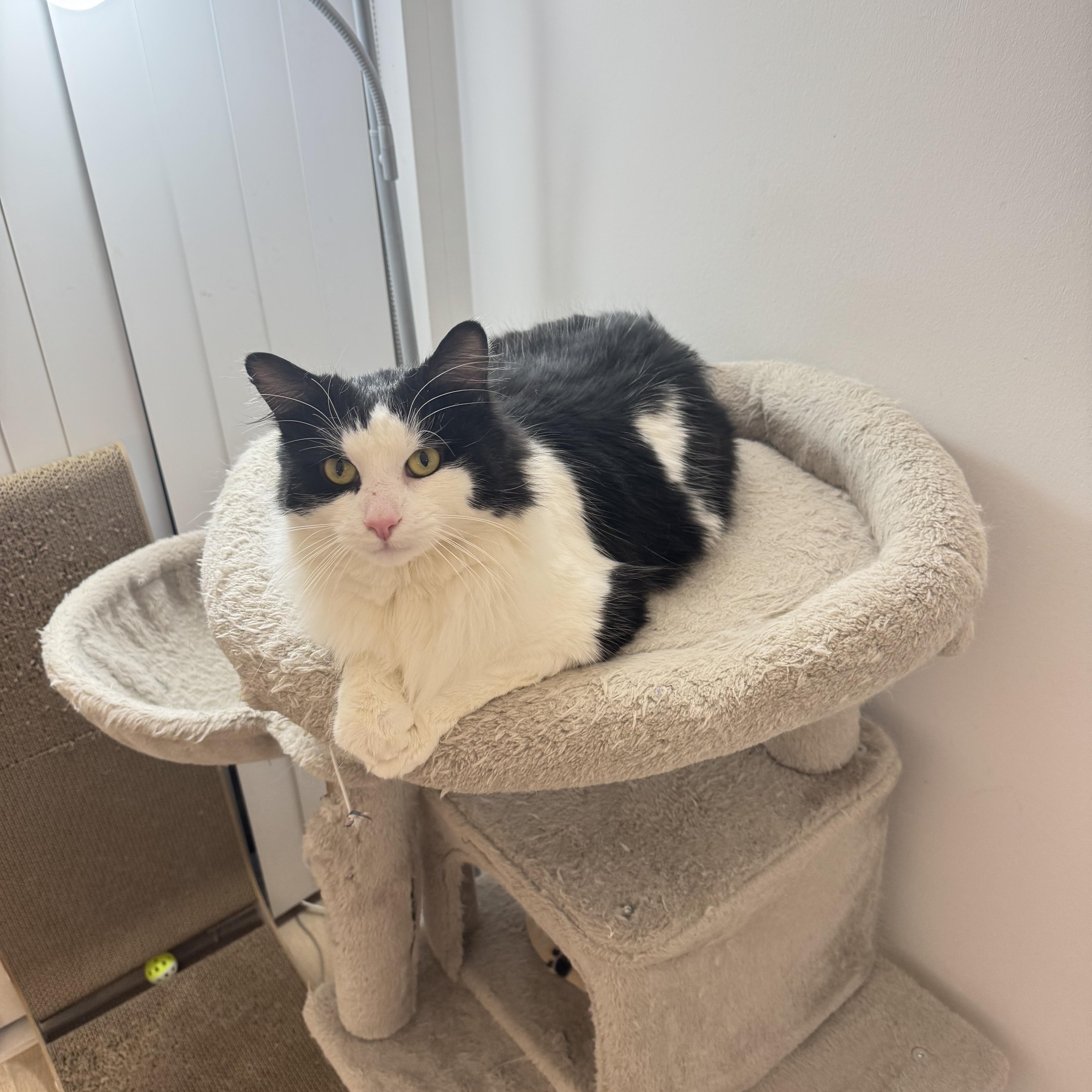 Enlarge Diego, an adopted Domestic Long Hair in Toronto, ON image 3/6