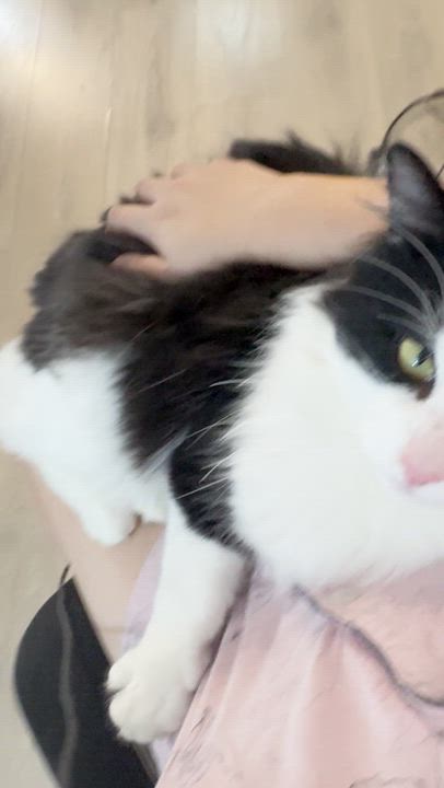 Enlarge Diego, an adopted Domestic Long Hair in Toronto, ON video 6/6