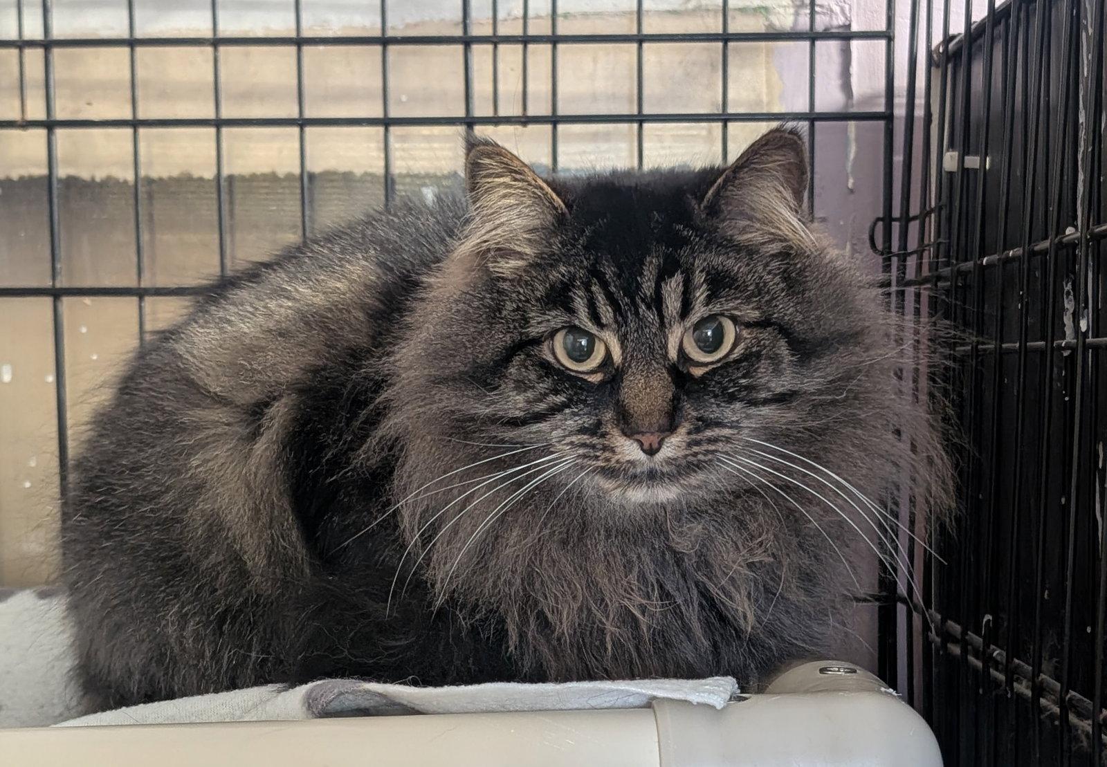 Enlarge Edwina, a Adoptable Domestic Short Hair in Montreal, QC image 1/2
