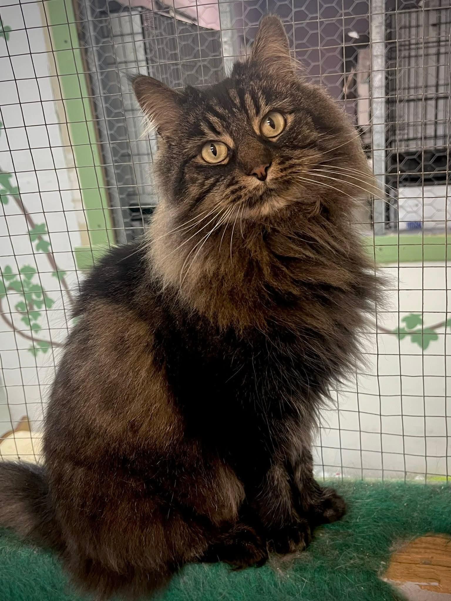 Enlarge Edwina, a Adoptable Domestic Short Hair in Montreal, QC image 2/2