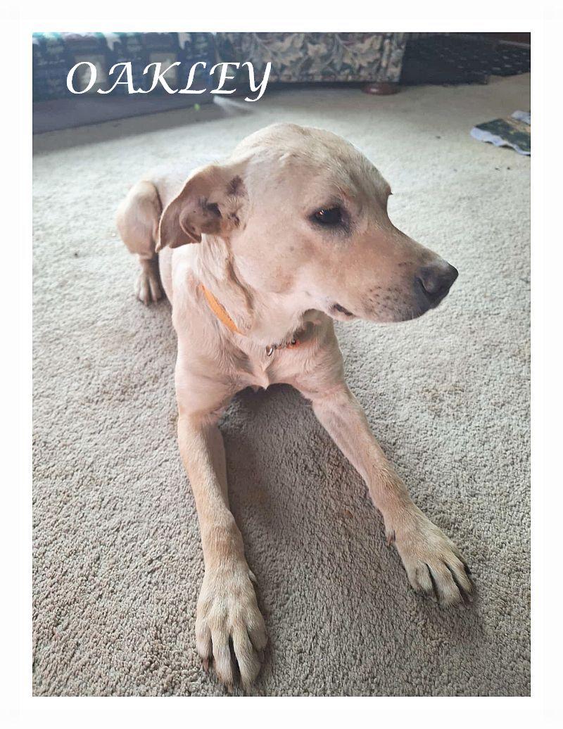 Oakley, Adoptable, Young Male Yellow Labrador Retriever & Hound.