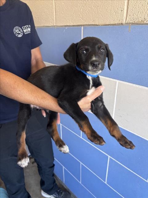 GRAPPLE, Adoptable, Puppy Male German Shepherd Dog & Mixed Breed.
