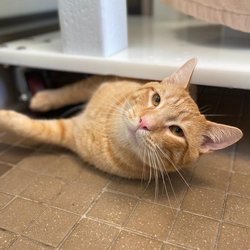 Enlarge Leo, a ADOPTABLE Domestic Short Hair in Truckee, CA image 4/6