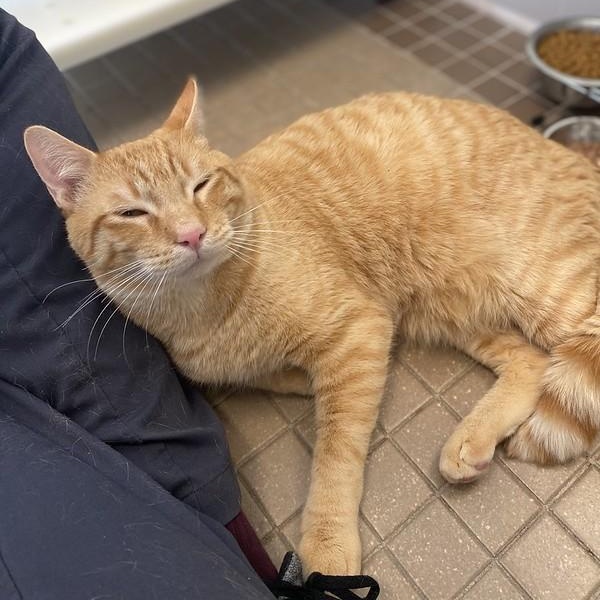 Enlarge Leo, a ADOPTABLE Domestic Short Hair in Truckee, CA image 3/6