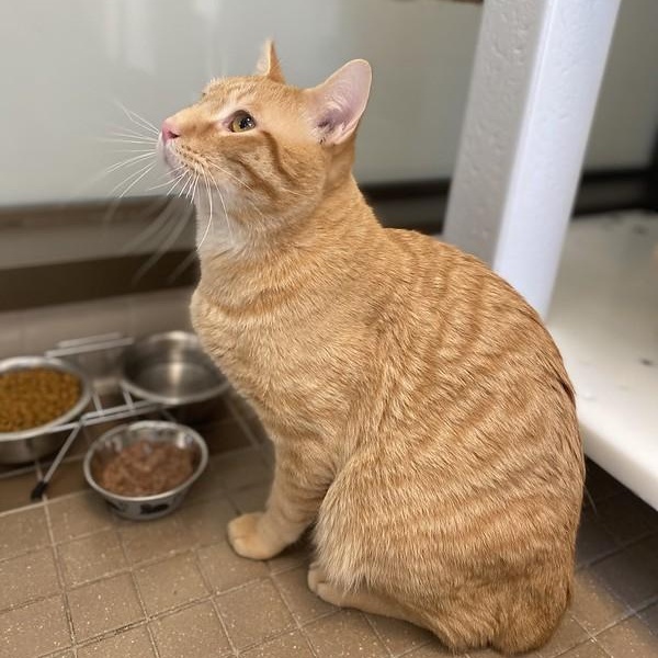 Enlarge Leo, a ADOPTABLE Domestic Short Hair in Truckee, CA image 2/6