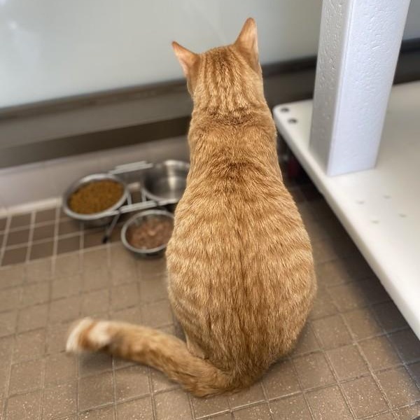 Enlarge Leo, a ADOPTABLE Domestic Short Hair in Truckee, CA image 6/6