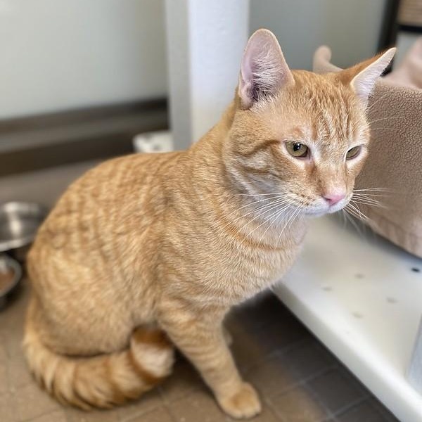 Enlarge Leo, a ADOPTABLE Domestic Short Hair in Truckee, CA image 5/6