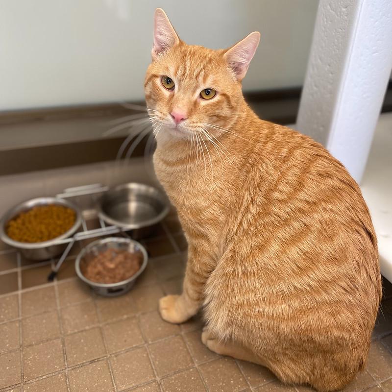 Leo, ADOPTABLE, Young Male Domestic Short Hair.