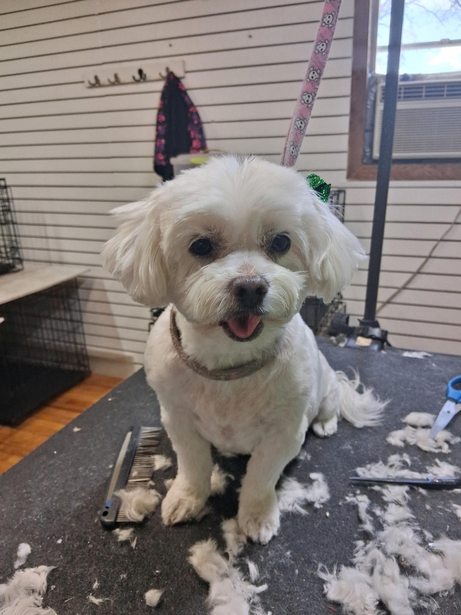 Tito and Missy, adopted, Adult Female Maltese.