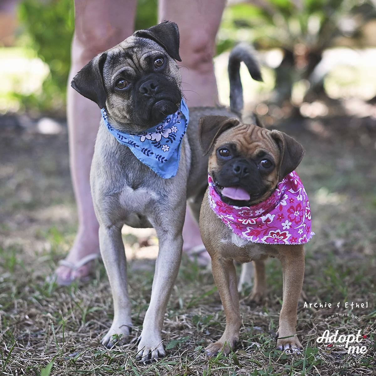 Enlarge Ethel, a Adoptable mixed breed in Kingwood, TX image 6/6