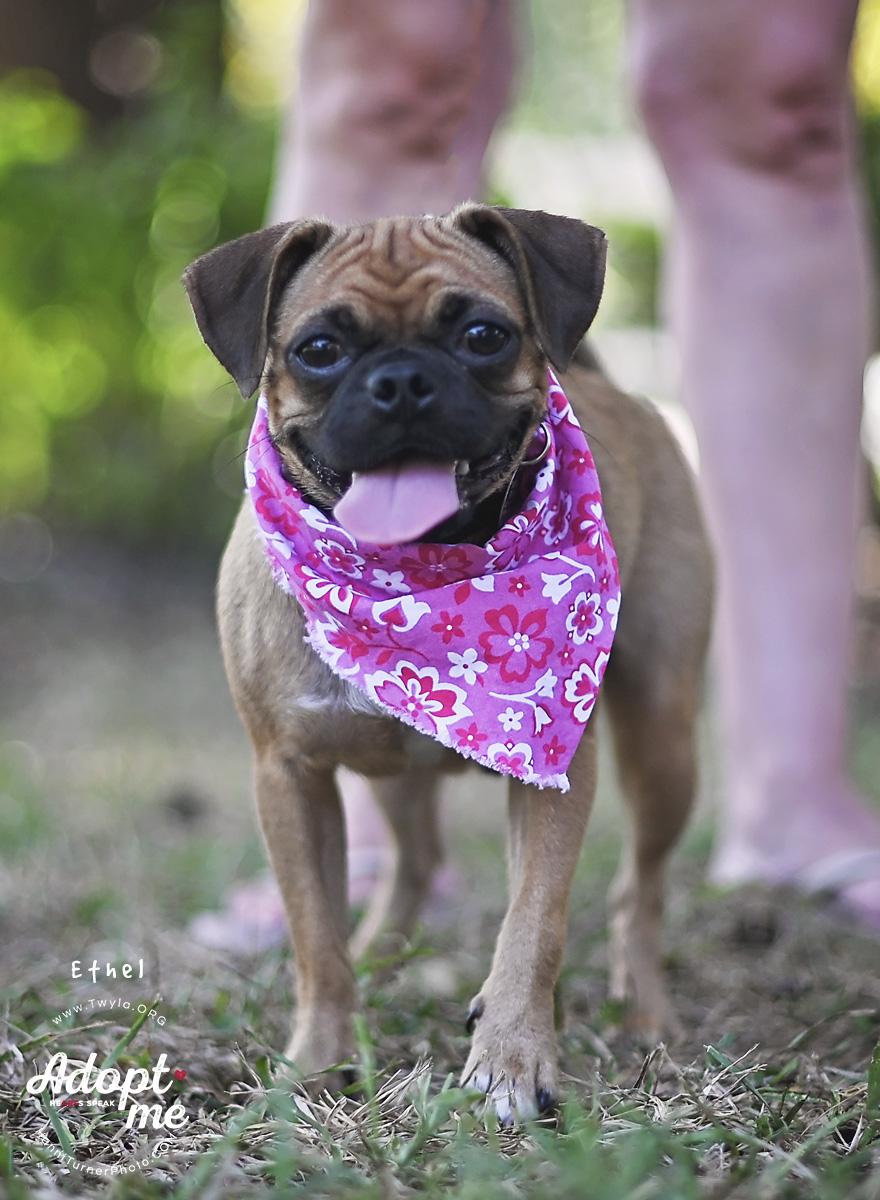Enlarge Ethel, a Adoptable mixed breed in Kingwood, TX image 5/6