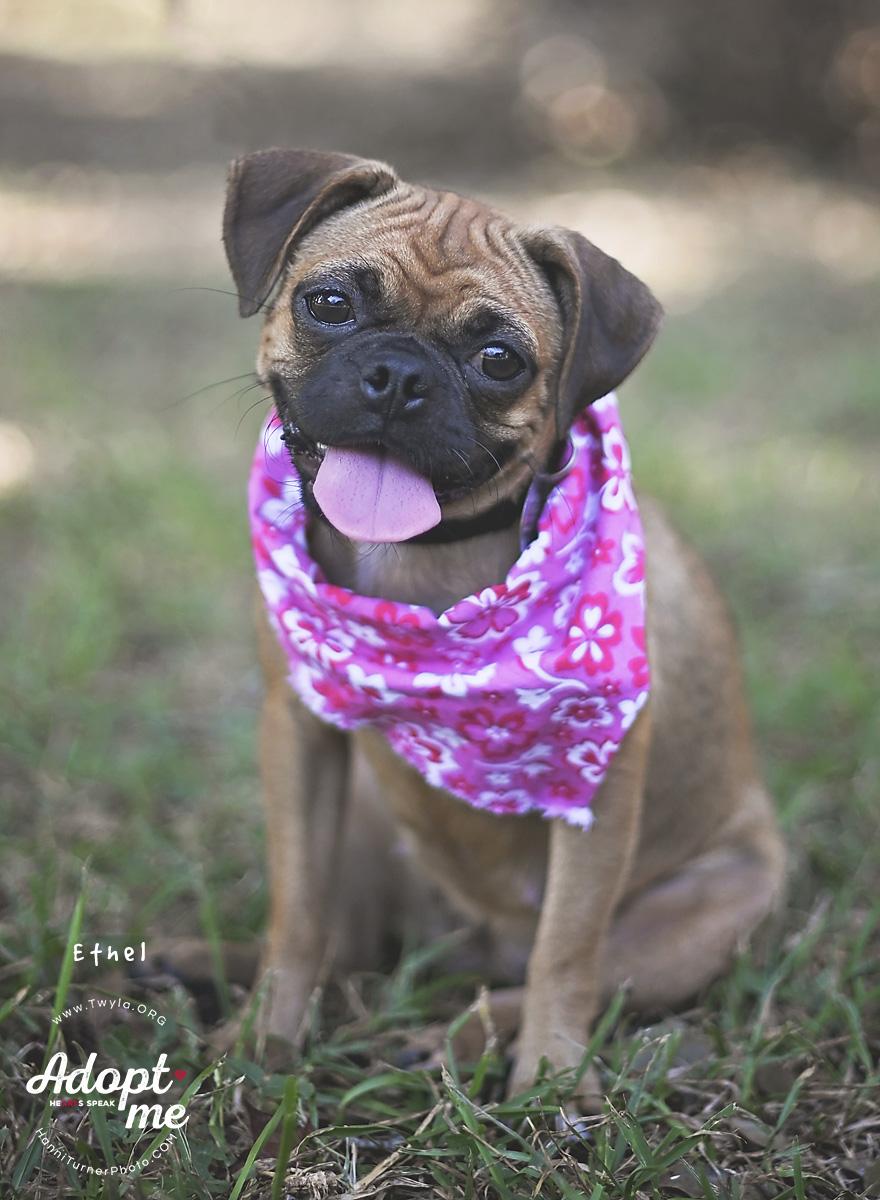 Enlarge Ethel, a Adoptable mixed breed in Kingwood, TX image 4/6