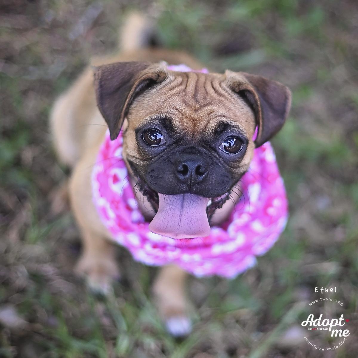 Enlarge Ethel, a Adoptable mixed breed in Kingwood, TX image 2/6