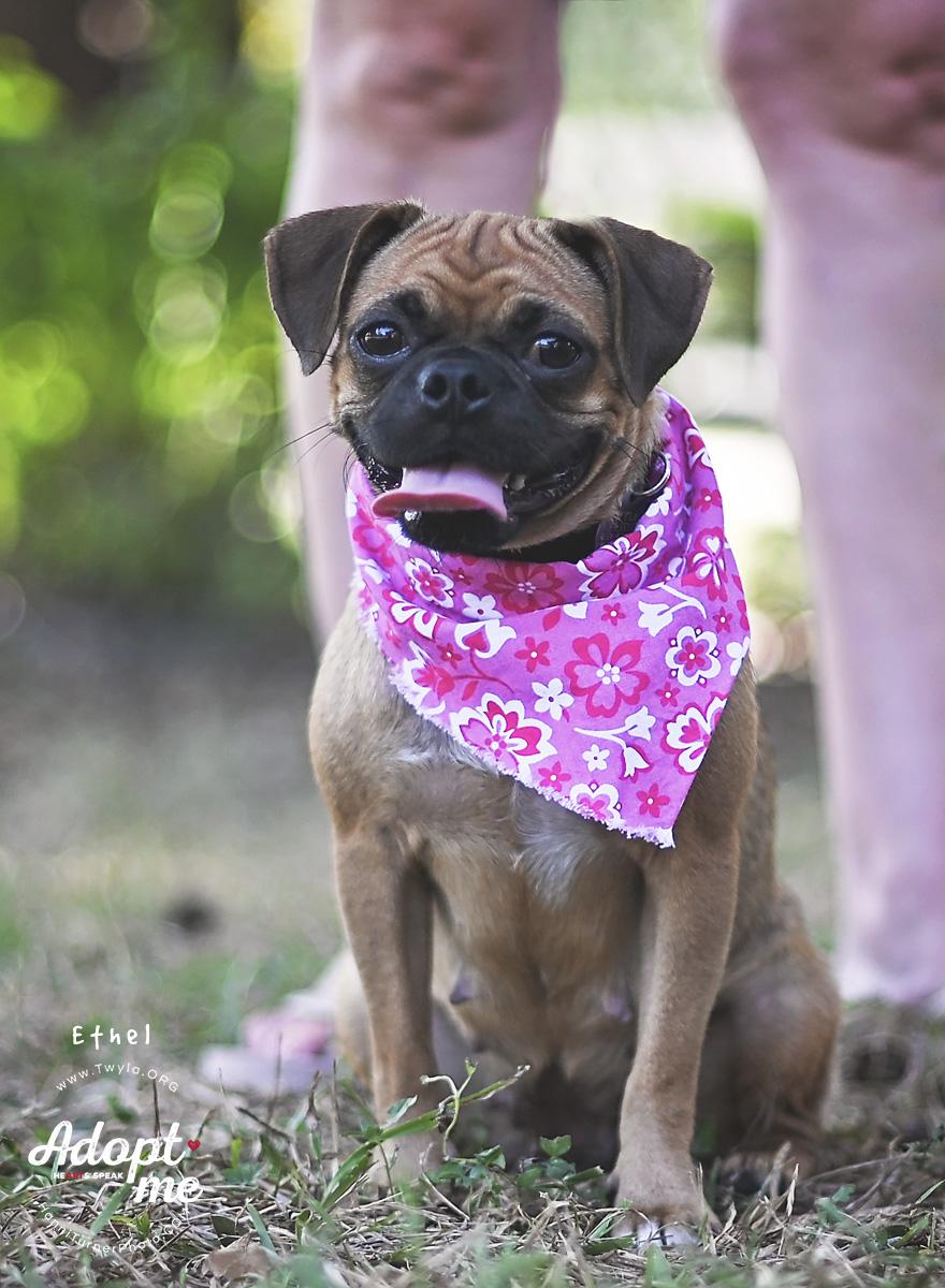 Enlarge Ethel, a Adoptable mixed breed in Kingwood, TX image 3/6
