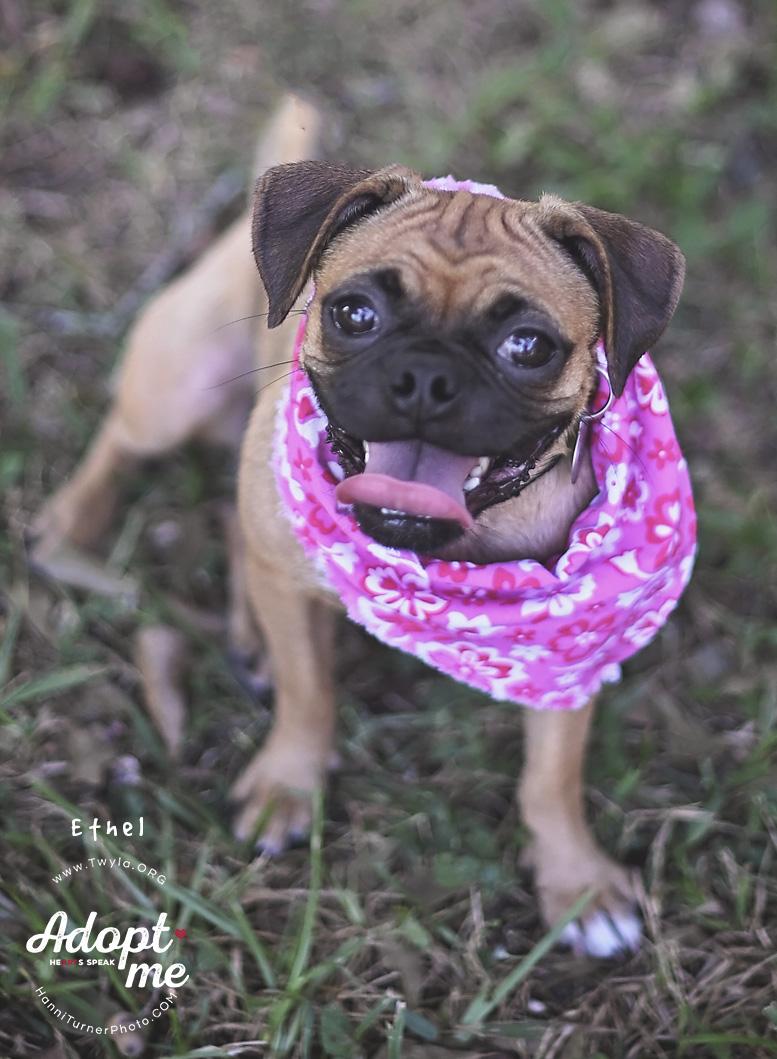 Enlarge Ethel, a Adoptable mixed breed in Kingwood, TX image 1/6