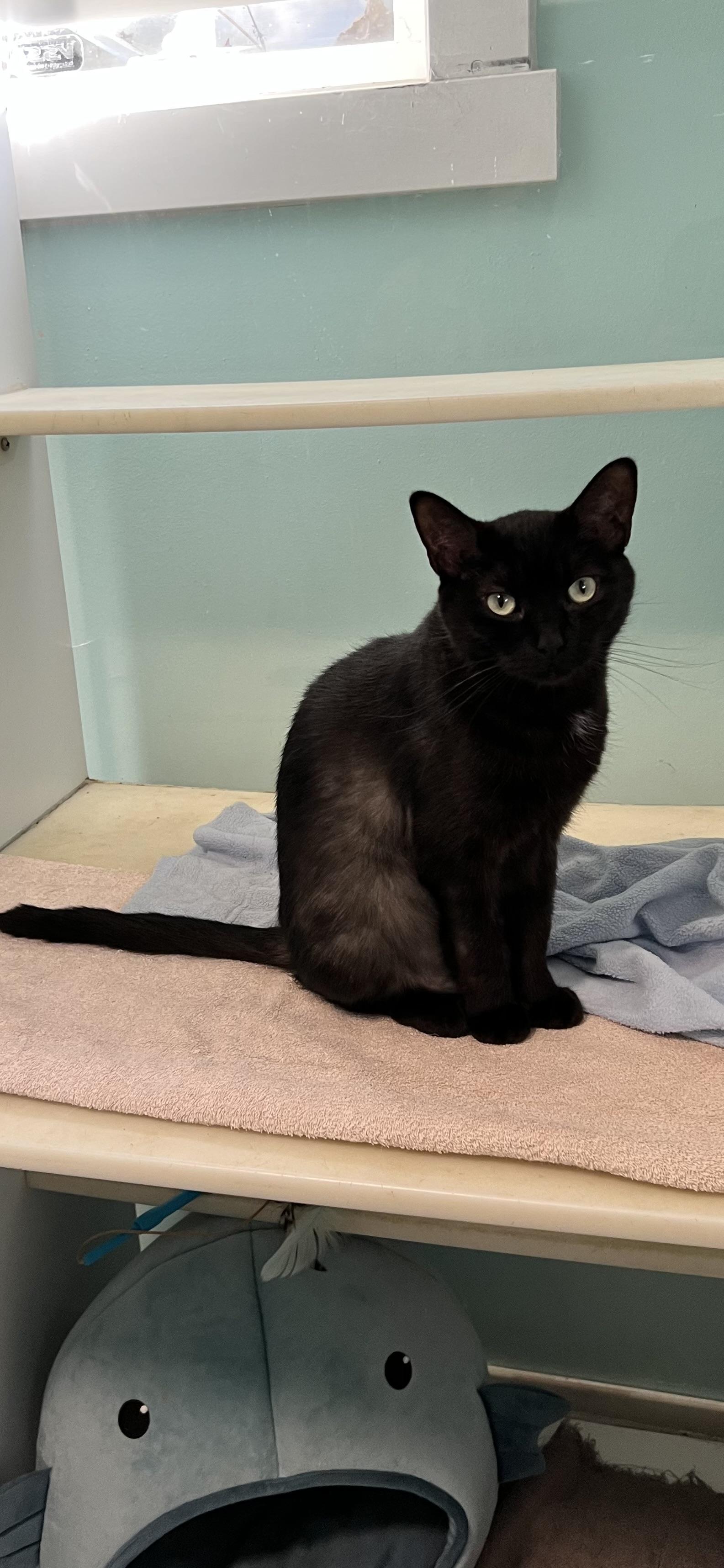 Enlarge Seka, a Adoptable Domestic Short Hair in Holland, MI image 1/3