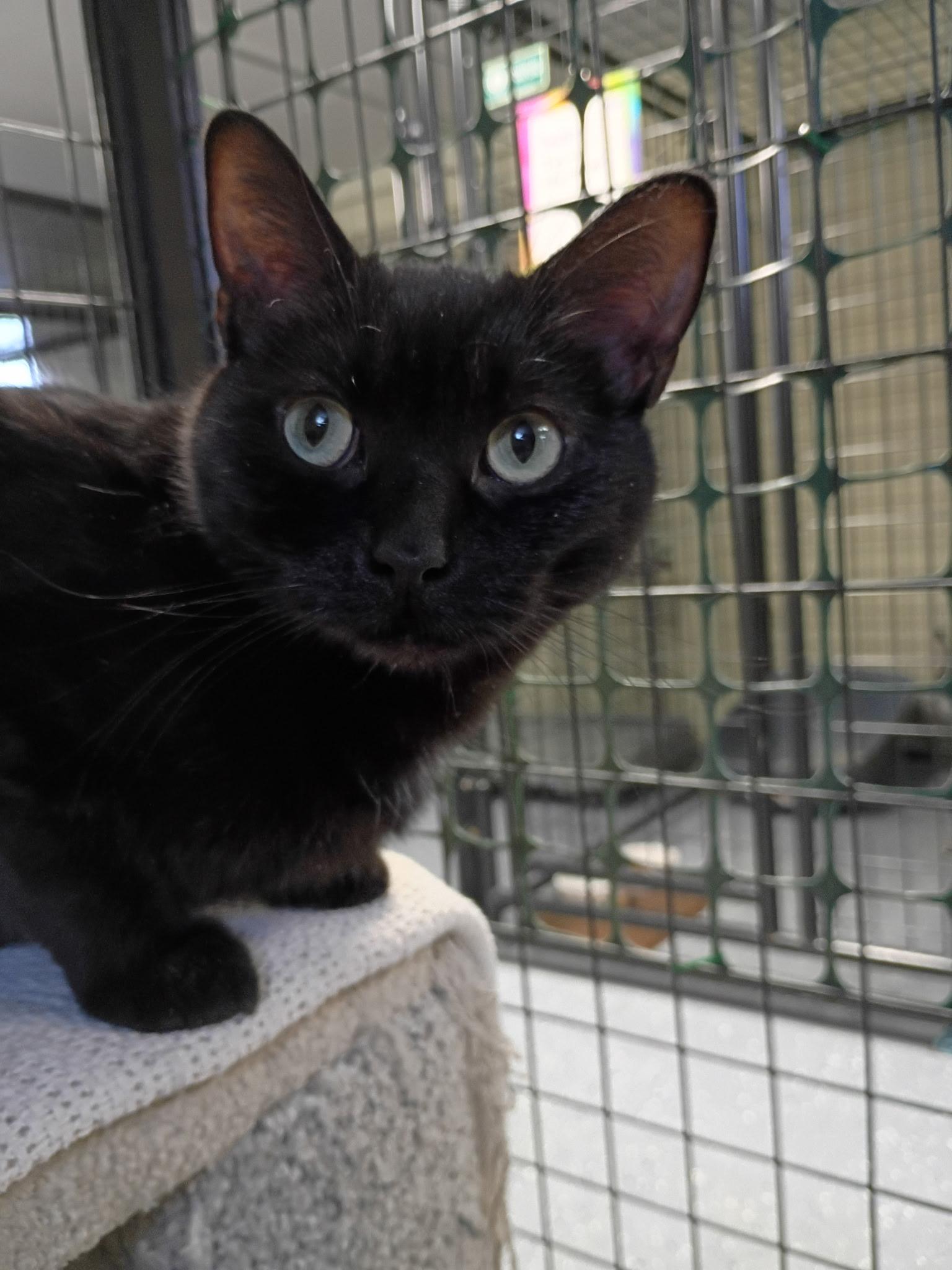 Seka, Adoptable, Adult Female Domestic Short Hair.