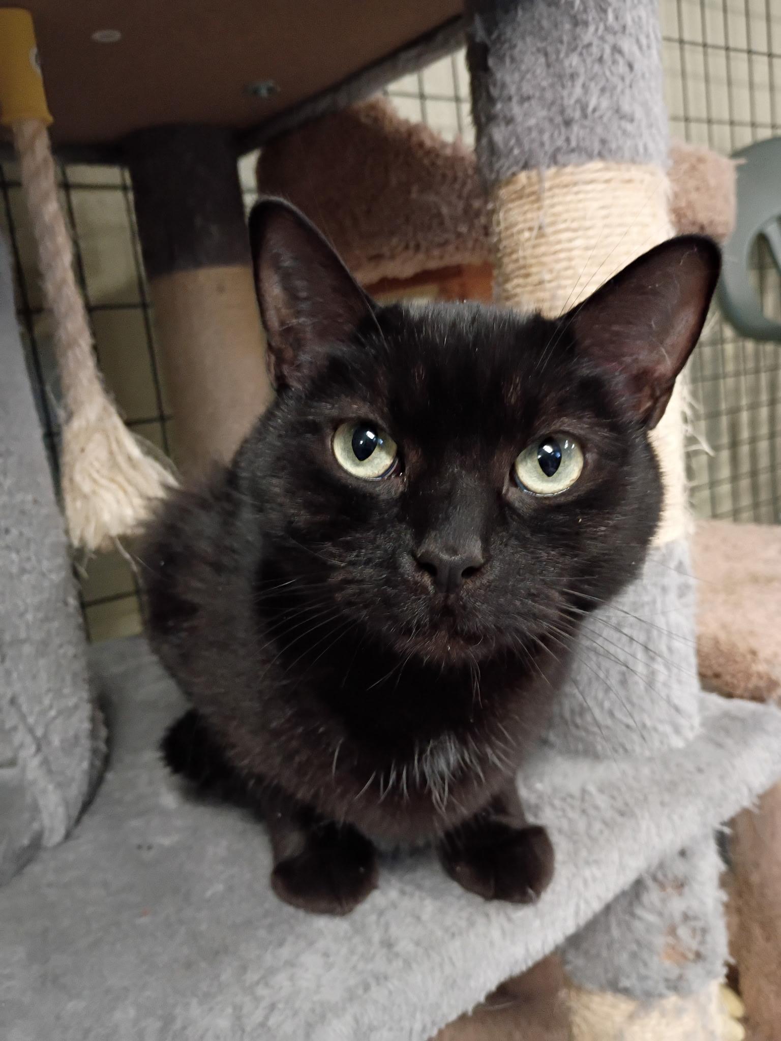 Enlarge Seka, a Adoptable Domestic Short Hair in Holland, MI image 2/2