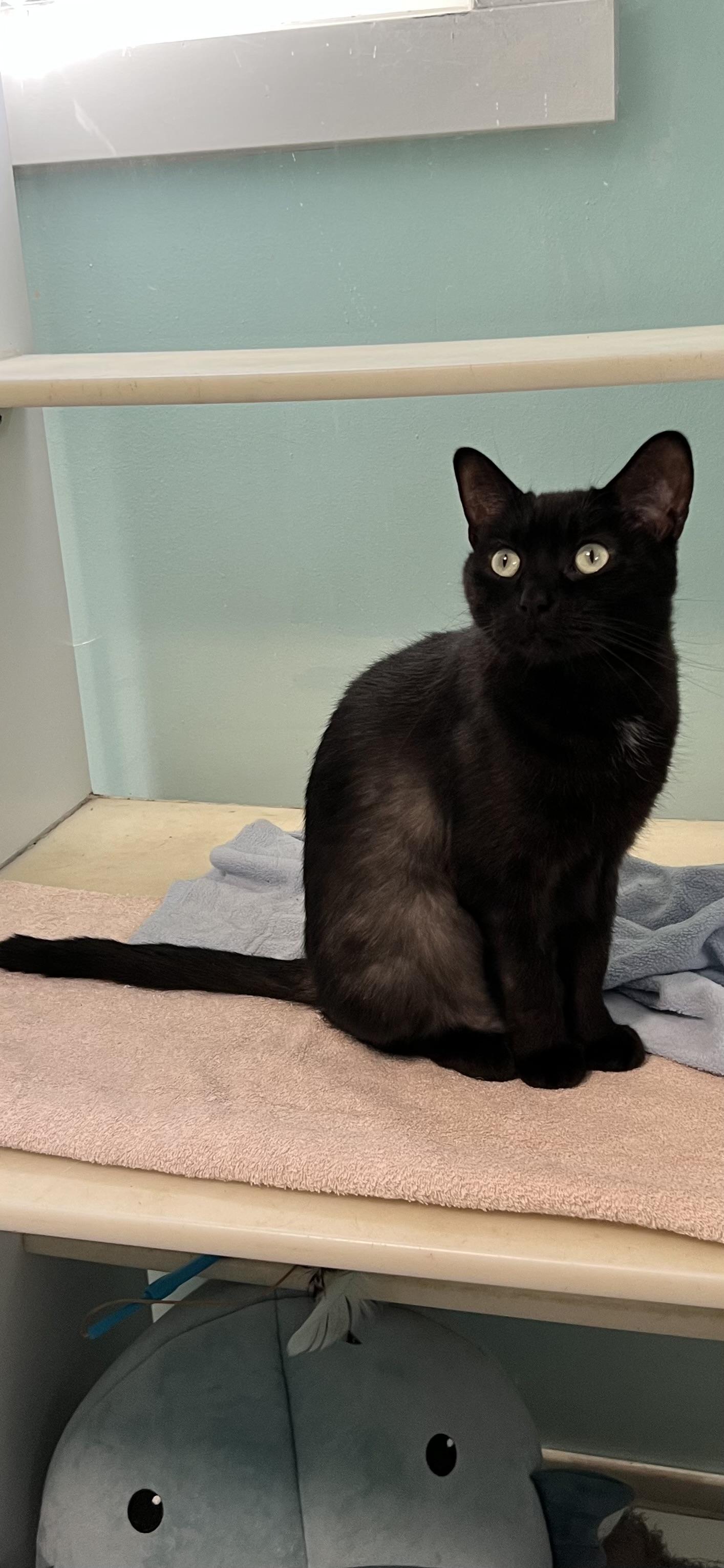 Enlarge Seka, a Adoptable Domestic Short Hair in Holland, MI image 3/3