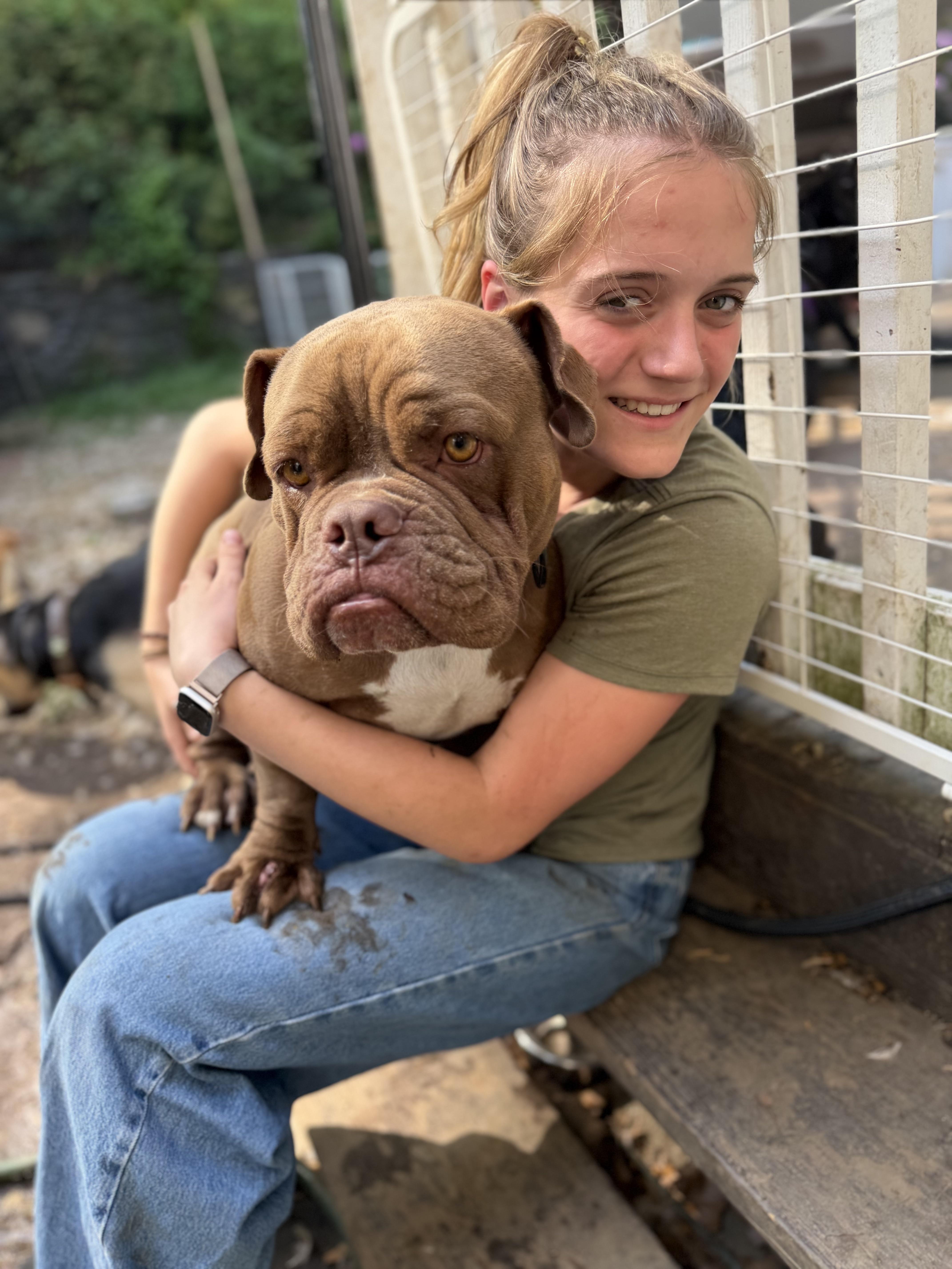 Winston, Adoptable, Young Male American Bully & English Bulldog.