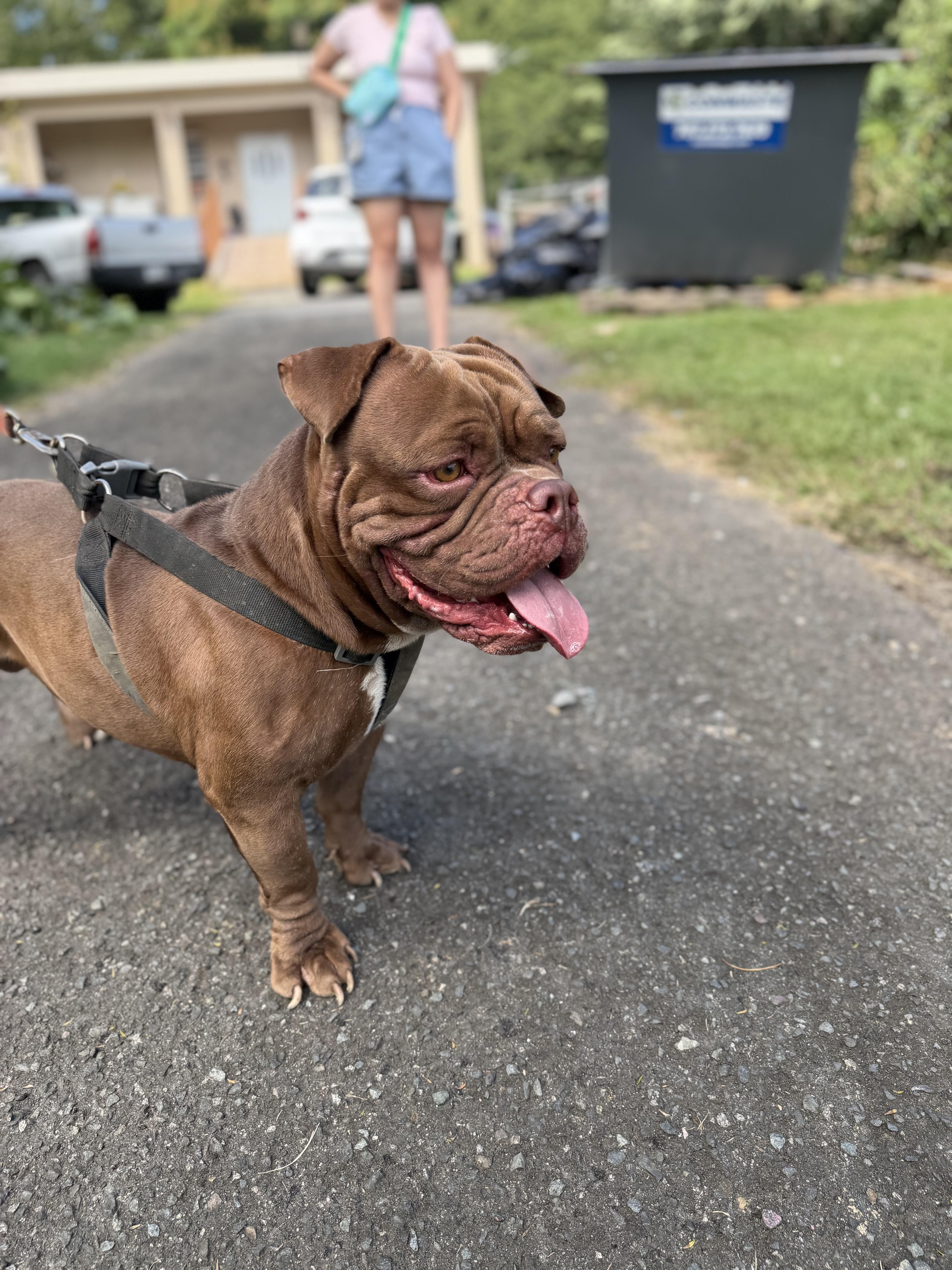 Enlarge Winston, a Adoptable mixed breed in Ridgefield, CT image 3/6