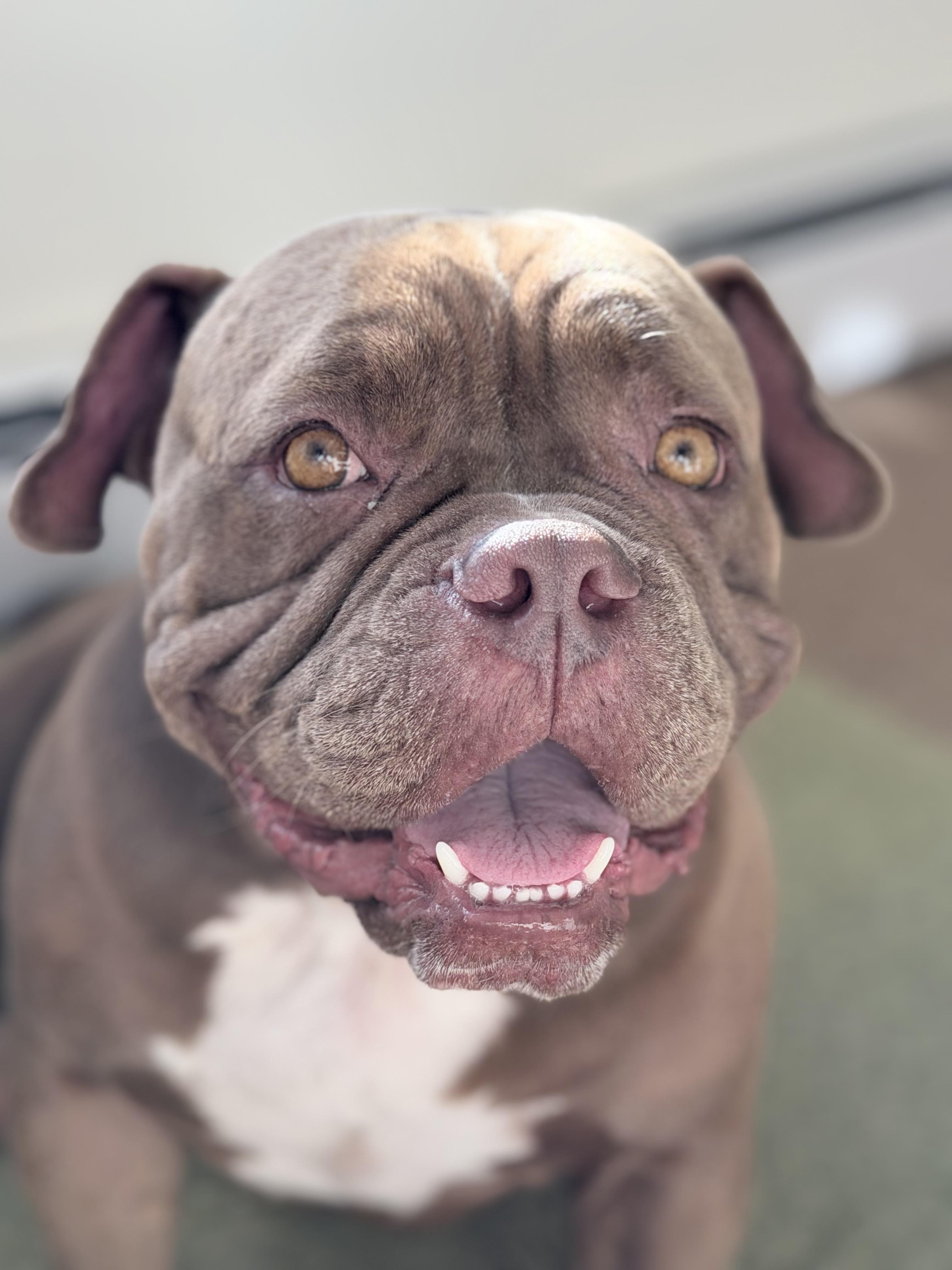 Enlarge Winston, a Adoptable mixed breed in Ridgefield, CT image 2/6