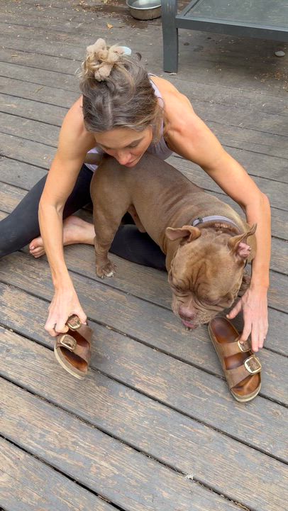 Enlarge Winston, a Adoptable mixed breed in Ridgefield, CT video 6/6