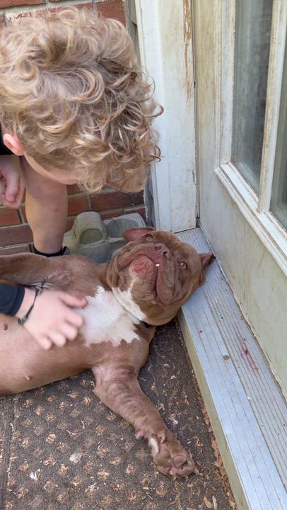 Enlarge Winston, a Adoptable mixed breed in Ridgefield, CT video 5/6