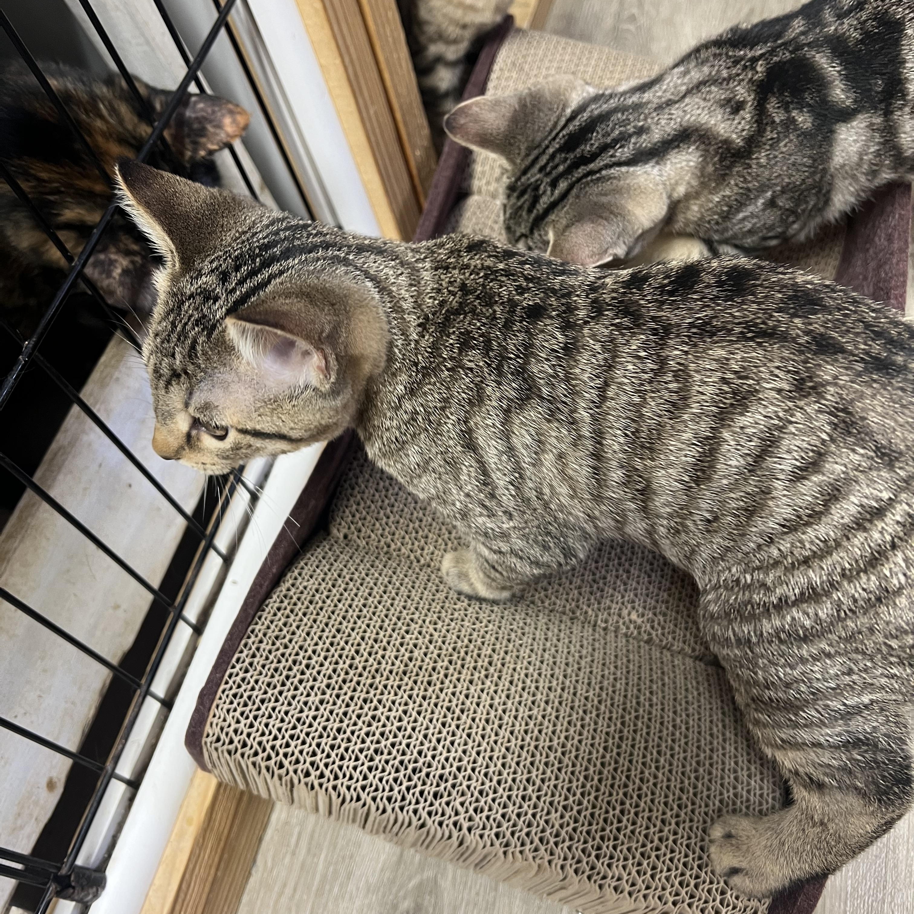 Static, Adopted, Young Male Domestic Short Hair.