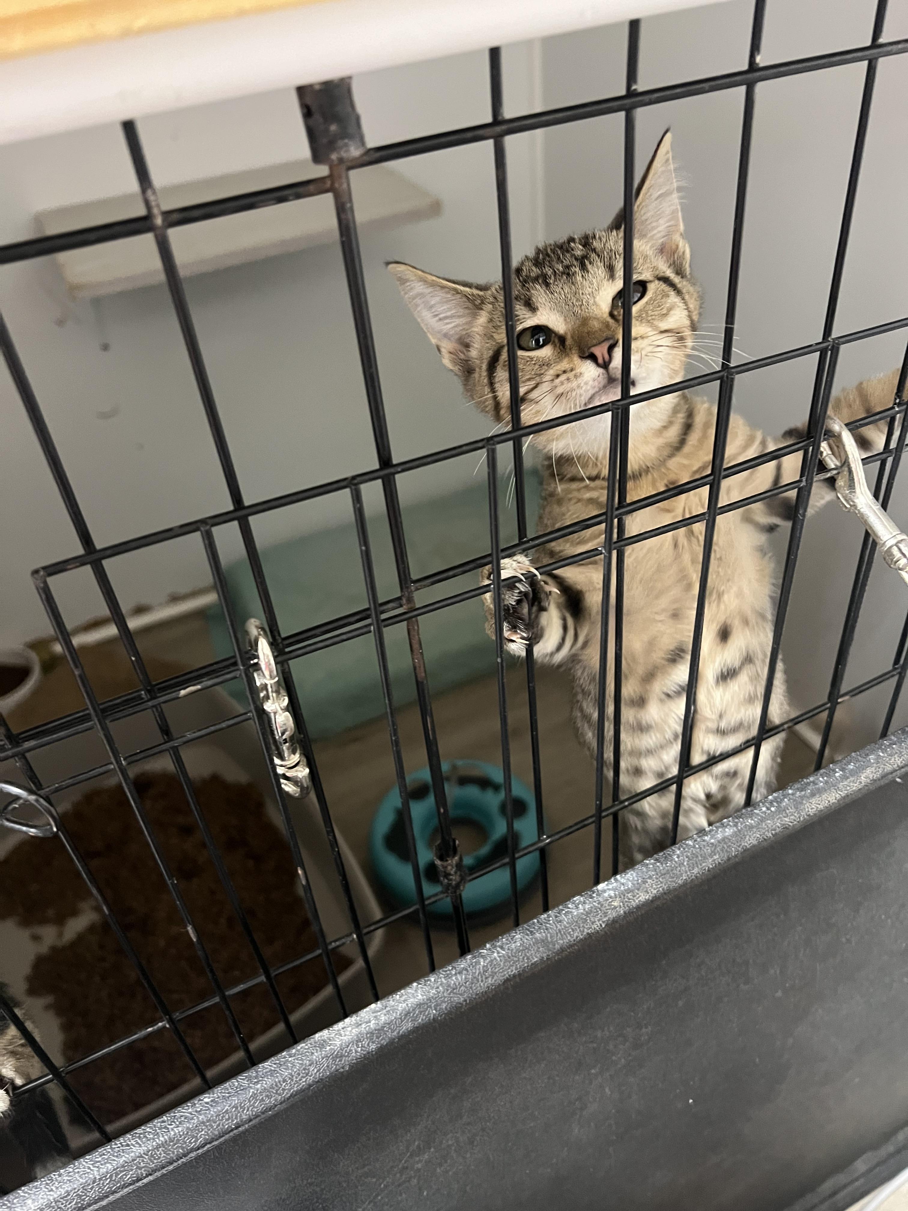 Enlarge Static, a Adopted Domestic Short Hair in Knoxville, GA image 2/2