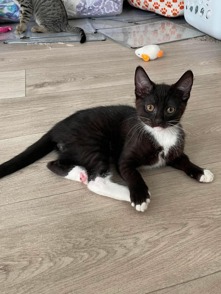 Artemis, Adoptable, Kitten Male Domestic Short Hair.