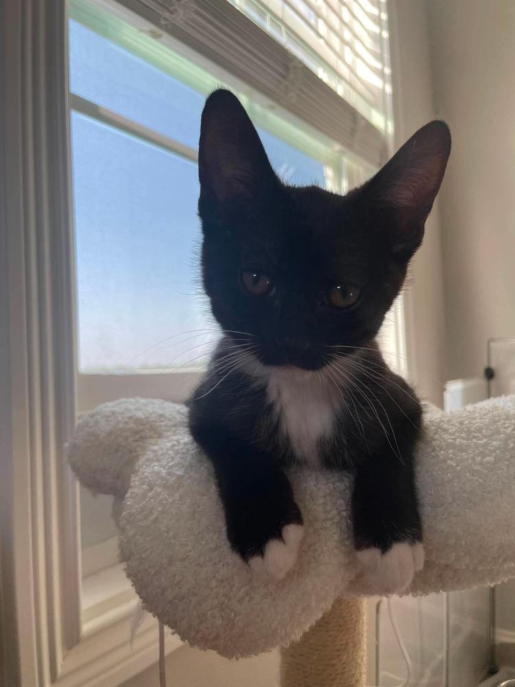 Artemis, a Adoptable Domestic Short Hair in Clarksville, TN image 2/6