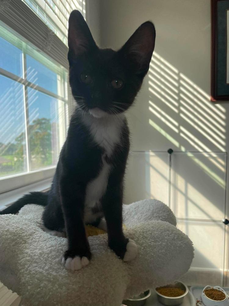 Artemis, a Adoptable Domestic Short Hair in Clarksville, TN image 3/6