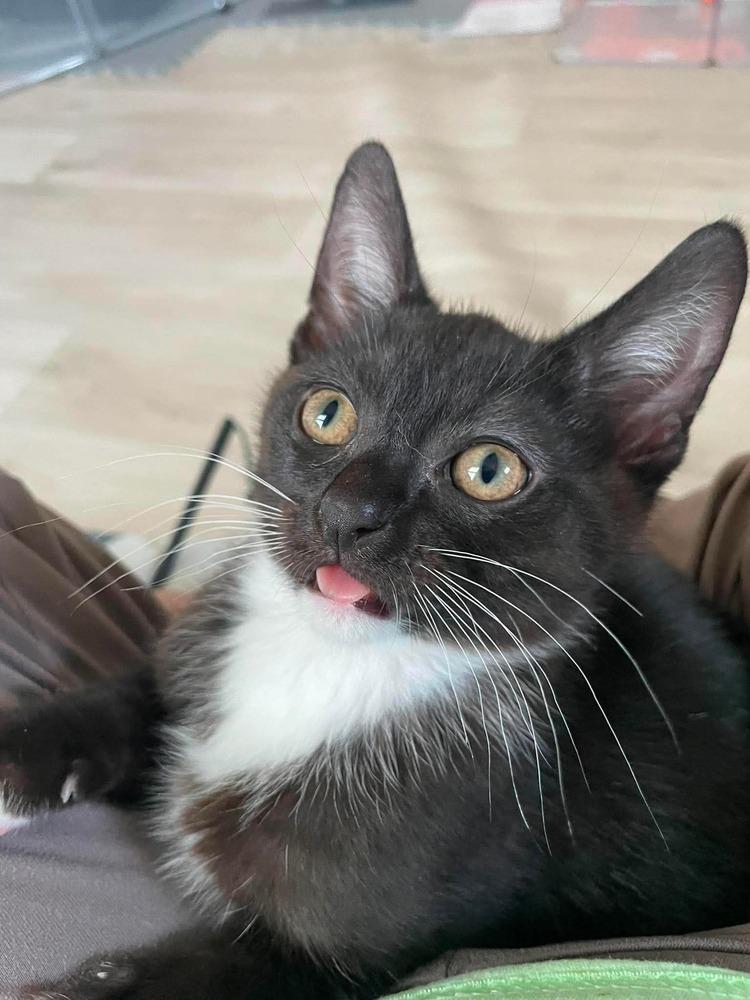 Artemis, a Adoptable Domestic Short Hair in Clarksville, TN image 4/6