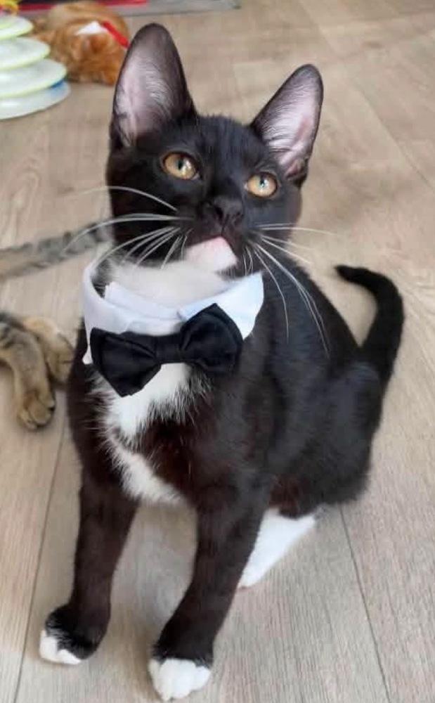 Artemis, a Adoptable Domestic Short Hair in Clarksville, TN image 5/6
