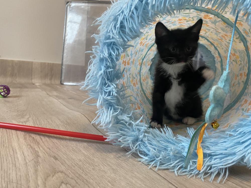 Artemis, a Adoptable Domestic Short Hair in Clarksville, TN image 5/6