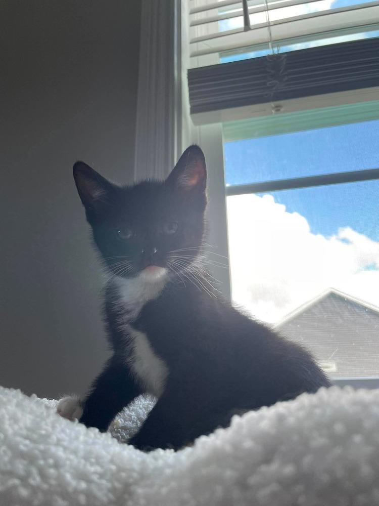 Artemis, a Adoptable Domestic Short Hair in Clarksville, TN image 6/6