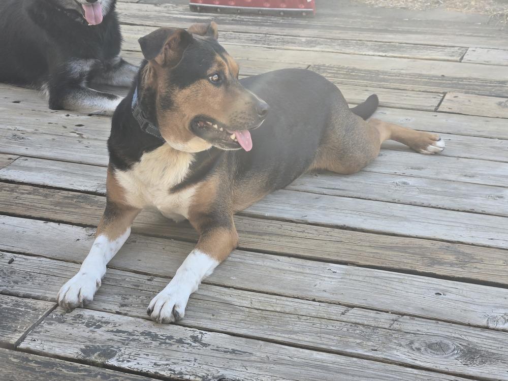 Enlarge Jury, a Adoptable mixed breed in Colorado Springs, CO image 2/5