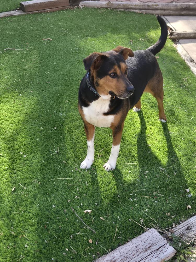 Enlarge Jury, a Adoptable mixed breed in Colorado Springs, CO image 4/5