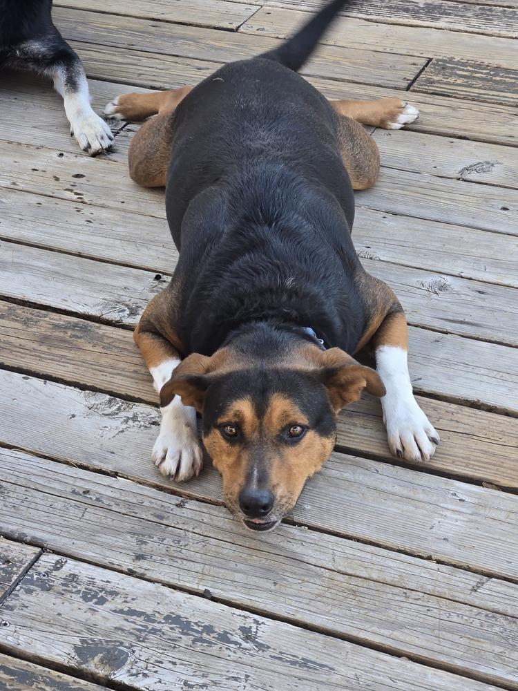 Enlarge Jury, a Adoptable mixed breed in Colorado Springs, CO image 5/5