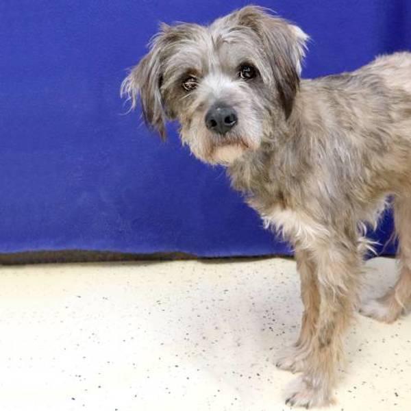 Palm Pilot, Adoptable, Adult Male Terrier.
