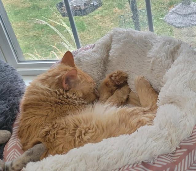 Enlarge Garfield, a ADOPTABLE Domestic Medium Hair in Lewis Center, OH image 5/6