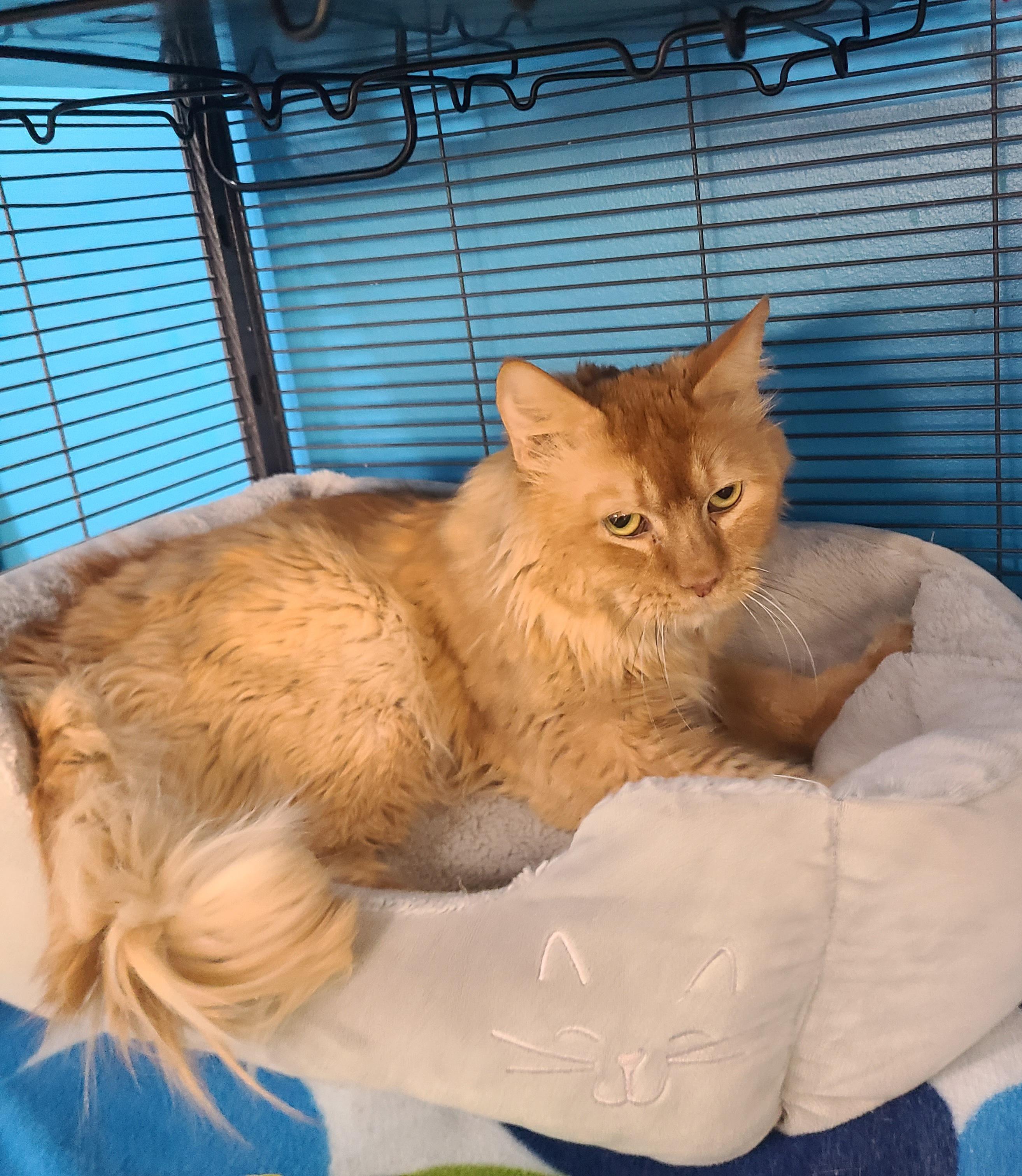 Enlarge Garfield, a ADOPTABLE Domestic Medium Hair in Lewis Center, OH image 1/6