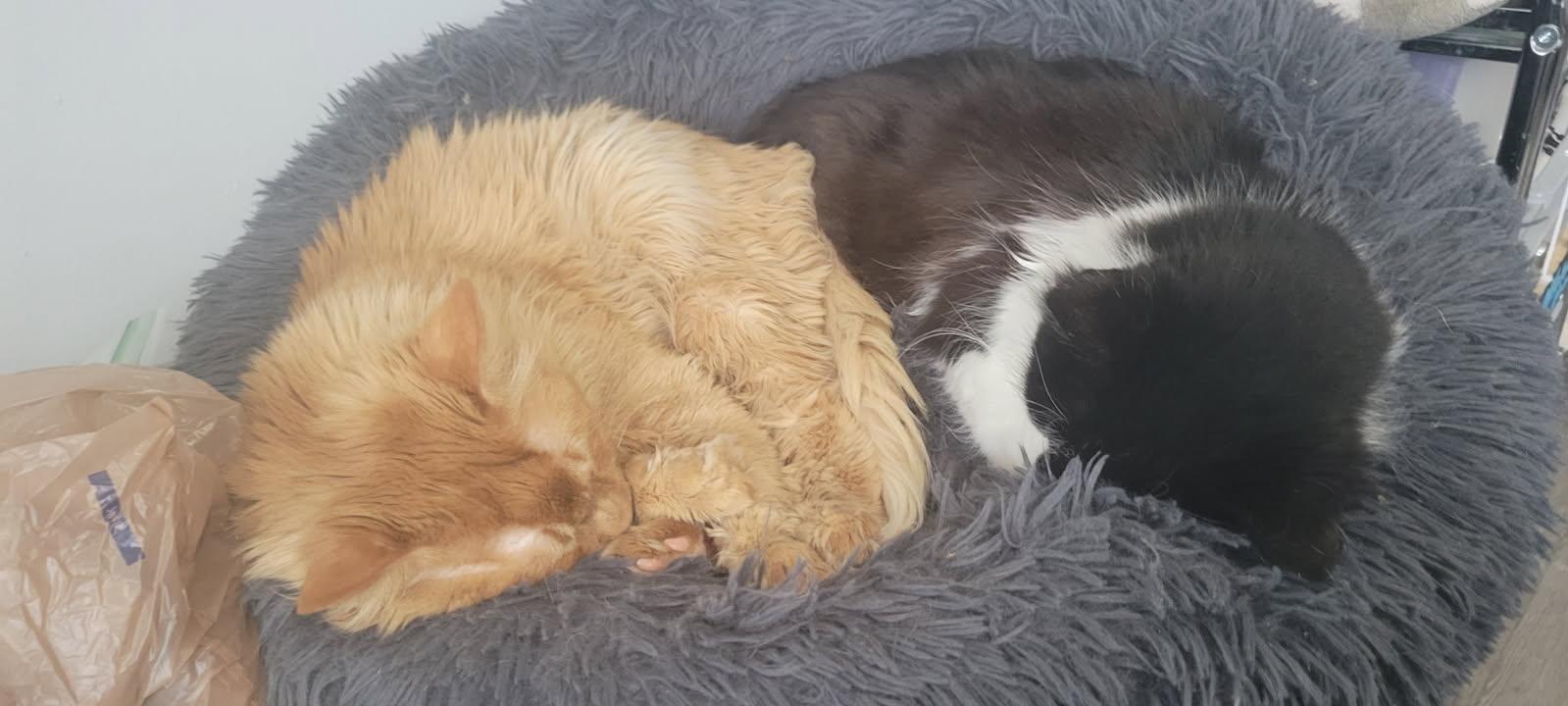 Enlarge Garfield, a ADOPTABLE Domestic Medium Hair in Lewis Center, OH image 6/6