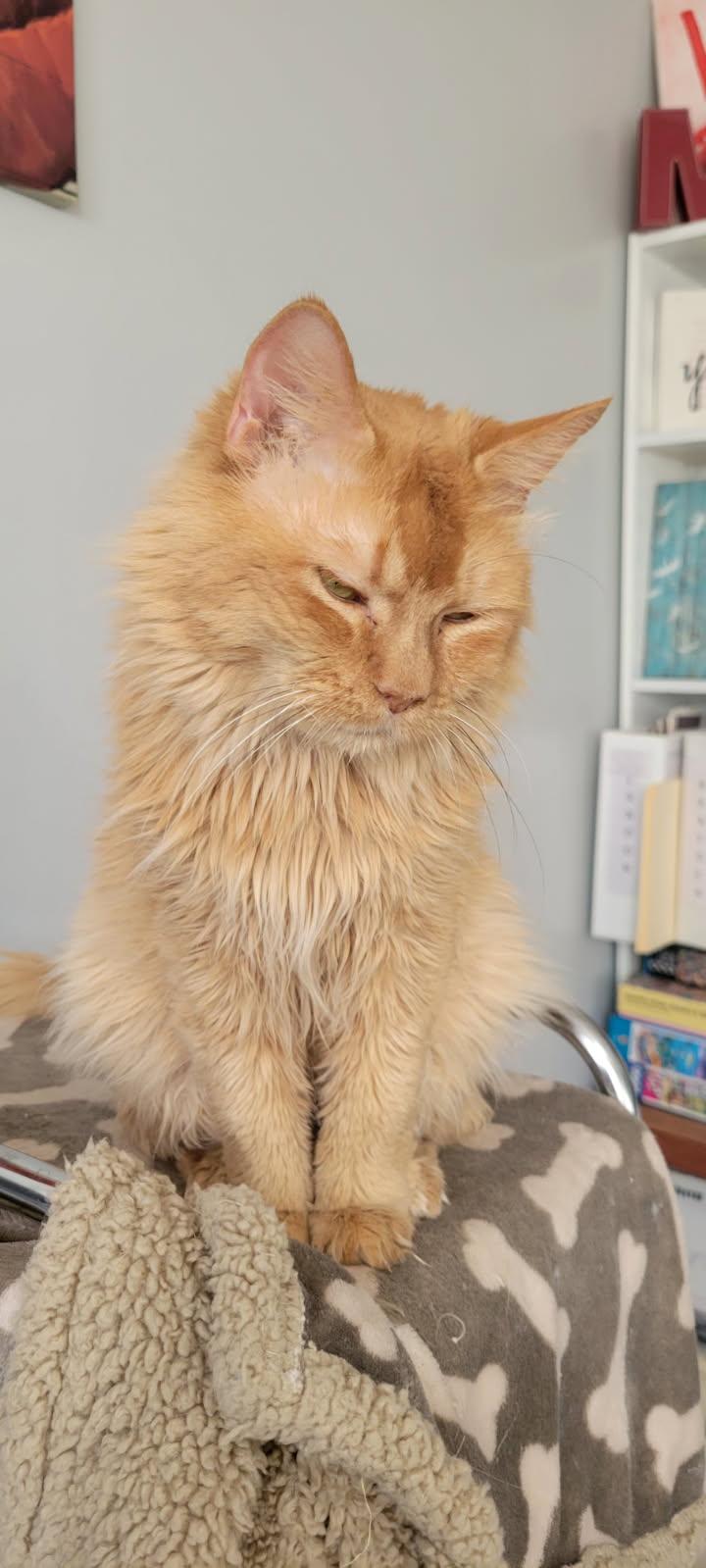 Enlarge Garfield, a ADOPTABLE Domestic Medium Hair in Lewis Center, OH image 3/6