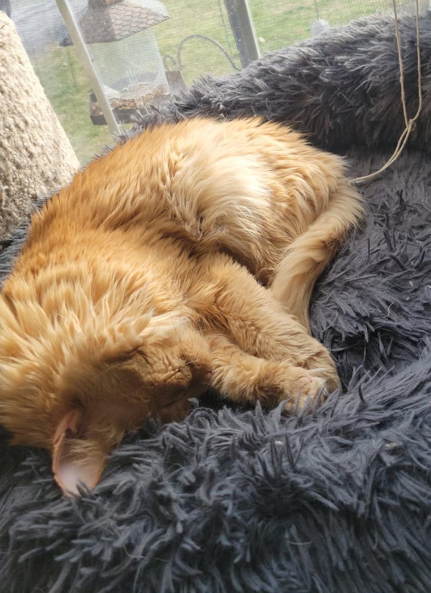 Enlarge Garfield, a ADOPTABLE Domestic Medium Hair in Lewis Center, OH image 4/6